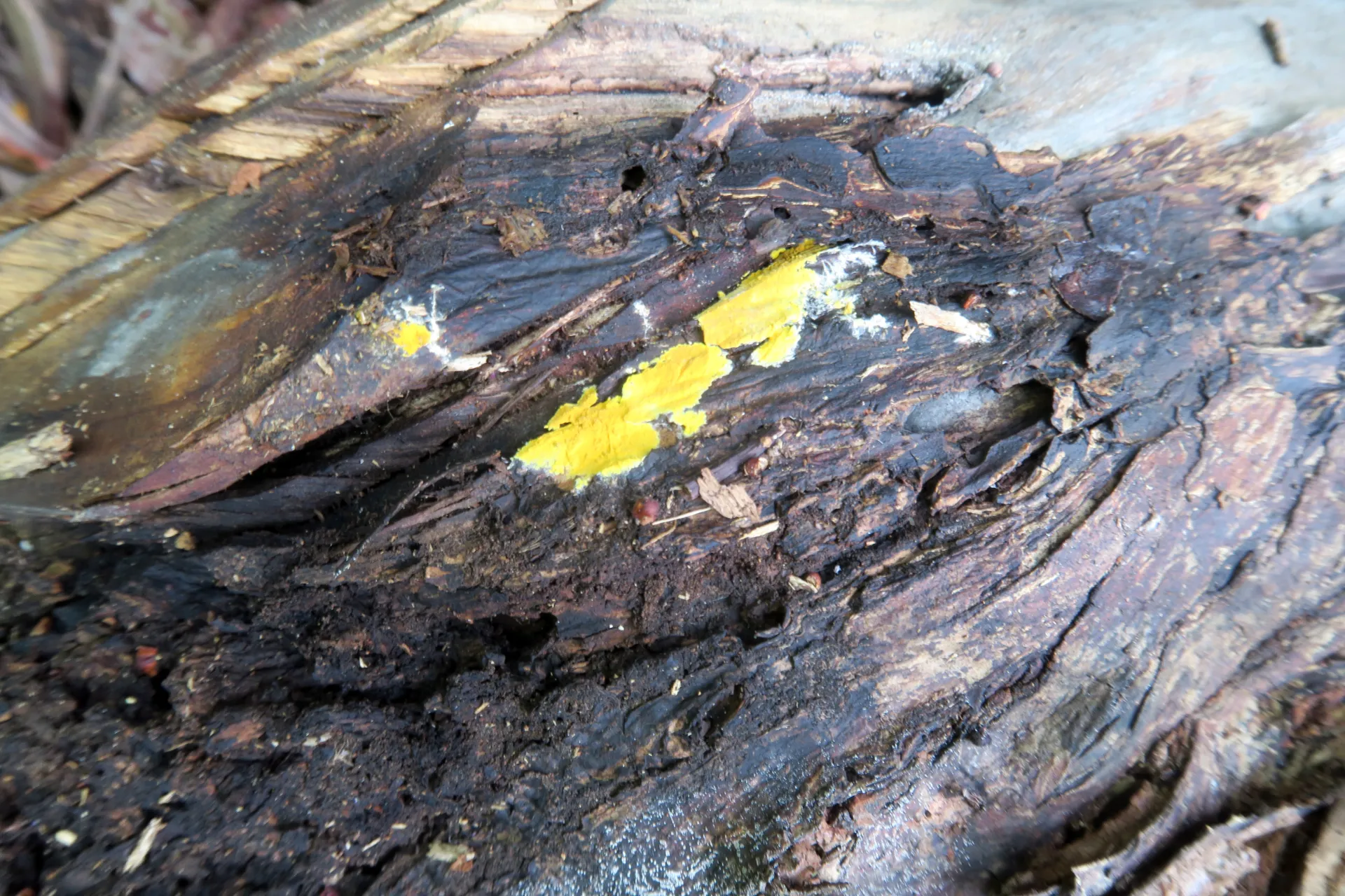Allophlebia ludoviciana - 1 - IMG_2127